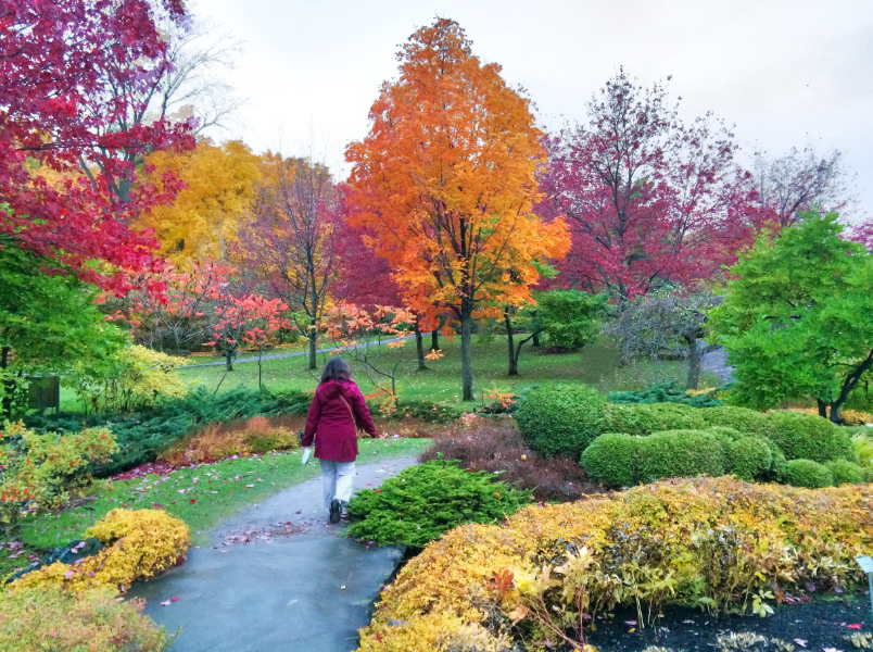 Autumn leaves are some of the things to see in Montreal.