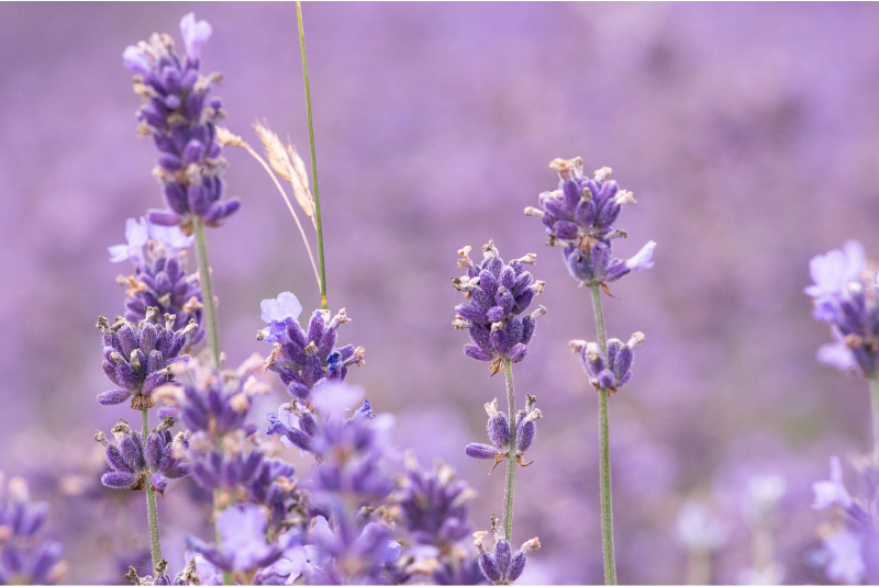 Day trips from Montreal: Lavender Fields at Passion Lavande