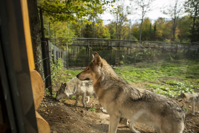 Day Trip from Montreal with Kids (Parc Omega)