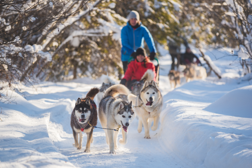 Try dog sledding! It's one of the fun things to do in Quebec.