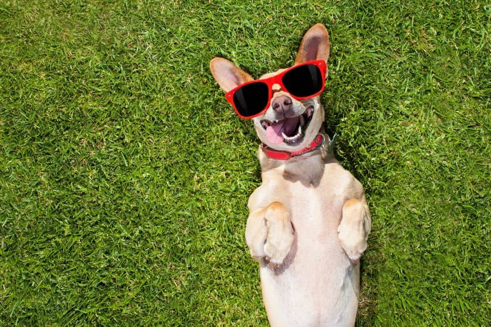 Ten games to keep your dog busy - SPCA de Montréal