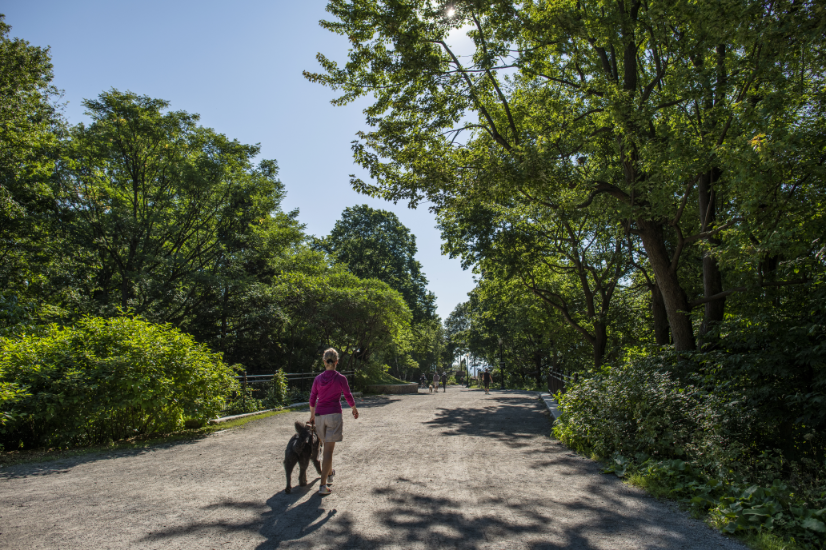 The 15 Most Fun Dog Friendly Activities In Montreal   Parc Du Mont Royal.webp