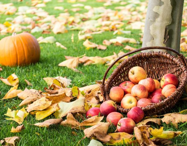 One of the best things to do in Montreal in Fall: apple picking