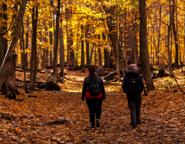 Montreal in Fall colors