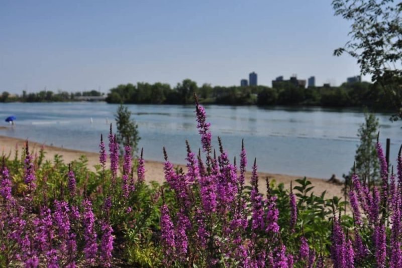 Here are the best things to do in Montreal in summer.